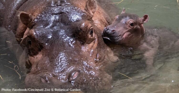 Cincinnati Zoo Announces Name Of Baby Hippo… Meet Fritz!