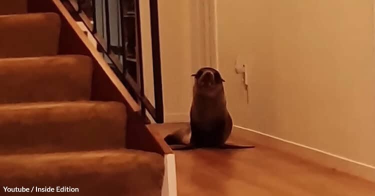 Young Seal Accidentally Breaks Into The House Of A Marine Biologist In New Zealand