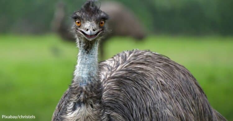 Internet Rallies for TikTok’s Emmanuel the Emu After He’s Struck by Avian Flu