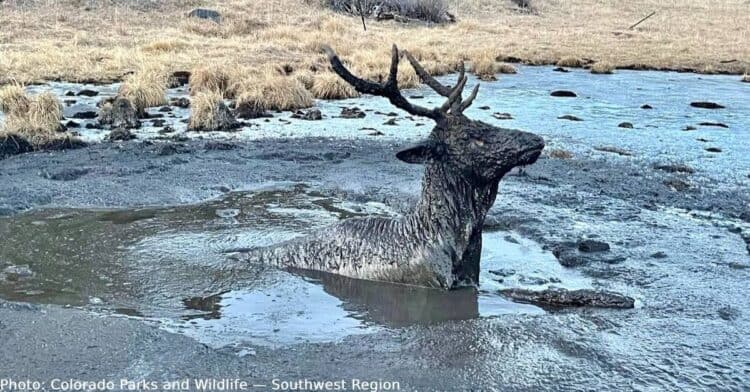 Young Elk Trapped In Mud Up To His Neck Rescued By Wildlife Officers