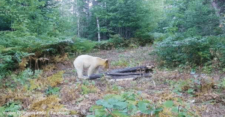 Rare One-In-A-Million Spirit Bear Spotted On Michigan Trail