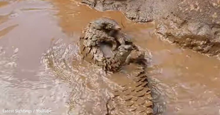 Pangolin Rescued From Poachers Enjoys A Fun Day In The Water