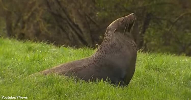 Lost Seal Causes Confusion on a Rural Farm in Victoria