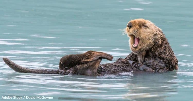 Interesting Facts About One of the Ocean's Smartest Animals: Sea Otters |  Focusing on Wildlife