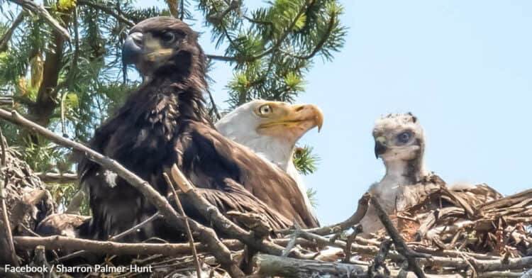 Director and Eagle nest monitor Sharron Palmer-Hunt captured this fantastic photo of 3/4 of the lovely family. That Hawklet sure is a lucky AND brave lil one. 