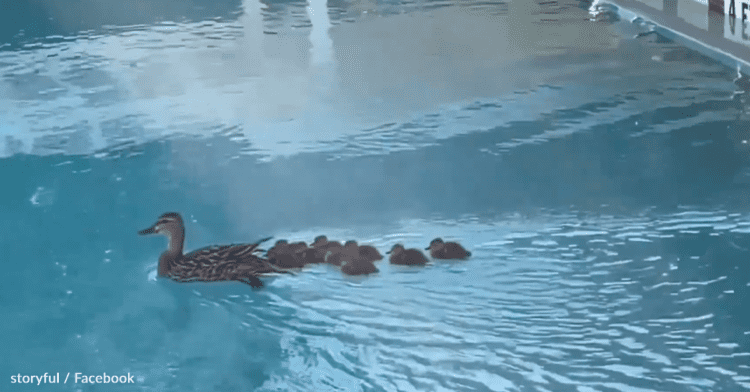 Couple Transforms Lifejacket Into Stepping Stone For Trapped Ducklings
