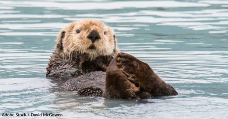 US Agency Says Reintroducing Sea Otters to Oregon is Doable and Could Improve the Ecosystem