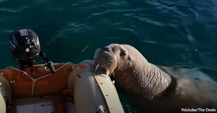 This Walrus Climbs on People’s Boats and Enjoys a European Summer Vacation