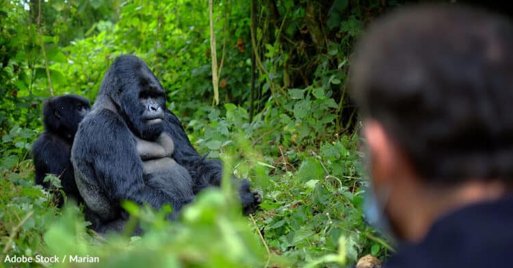 PHOTO: ADOBE STOCK / MARIAN - INFECTIOUS DISEASE ACCOUNTS FOR ABOUT 20% OF GORILLA DEATHS IN THE WILD.