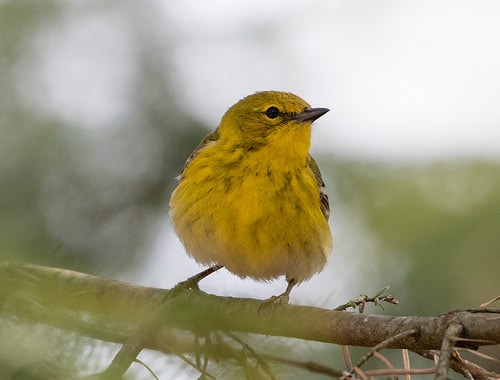 Spring Migration Update » Focusing on Wildlife