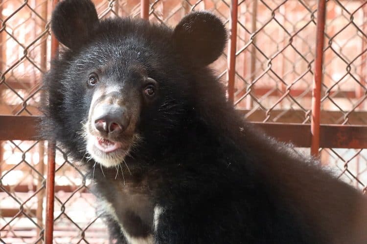 Terrified Bear Cub Rescued from Illegal Wildlife Trafficking and Moved to Sanctuary in Vietnam