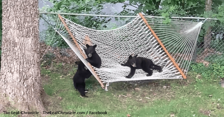 Three Bear Cubs Have A Blast On A Backyard Hammock