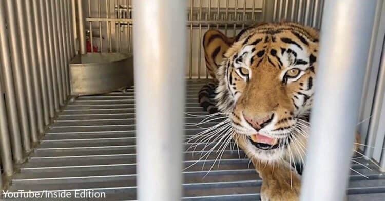 Abused Tigers Are Finally Free After Years Of Torture In Roadside Tourist Attraction