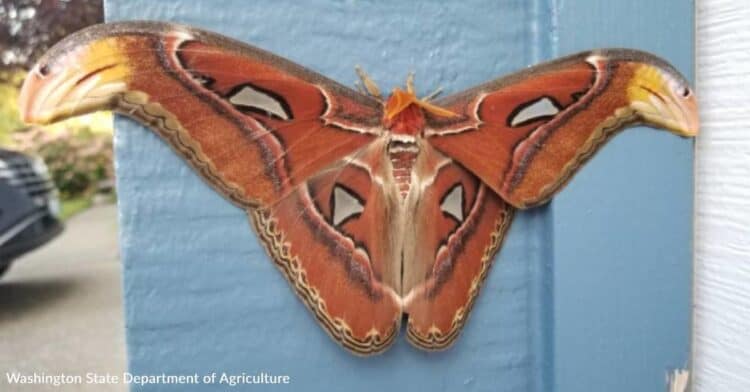 Moth Species with Nearly 10-Inch Wingspan Spotted in Washington State