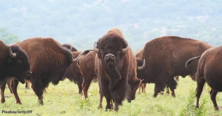 Texas Woman Gored by Bison Releases TikTok Video of the Frightening Event