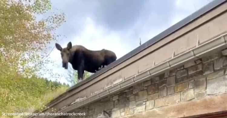 Moose Spotted On Roof Of Montana Lodge Munching On Nearby Tree