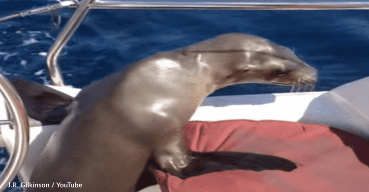 Baby Sea Lion Climbs On Board And Cuddles With Boater