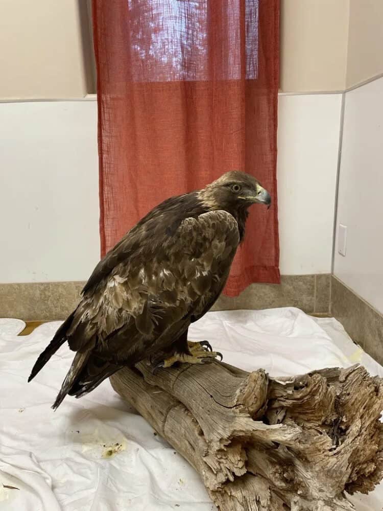 Golden Eagle Released Back into the Wild After Long 9-Month Recovery