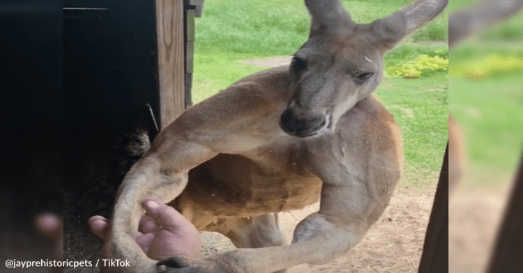 People Can’t Get Over How Huge Kangaroos Are