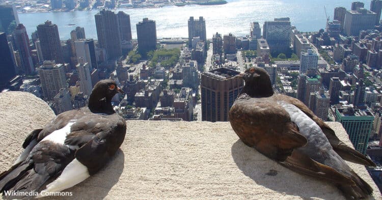 Why Millions Of Pigeons Love New York City