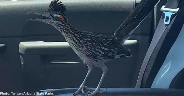 Roadrunner Escapes Coyote By Jumping In Arizona Ranger’s Truck