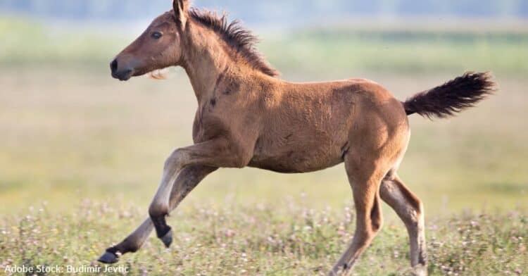 Helicopter Roundup Begins In Colorado, Despite Opposition, Resulting In Foals Barely Two Weeks Old Running For Their Lives
