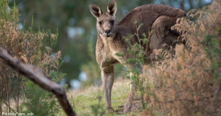 Rottweiler Saves Aussie Mum’s Life After Attack By “Crazed Kangaroo”