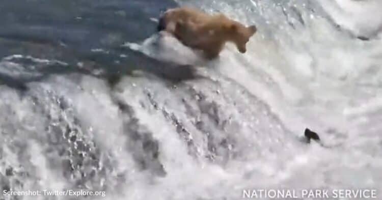 Bear Cub Tumbles Down Waterfall While Learning To Fish In Viral Video