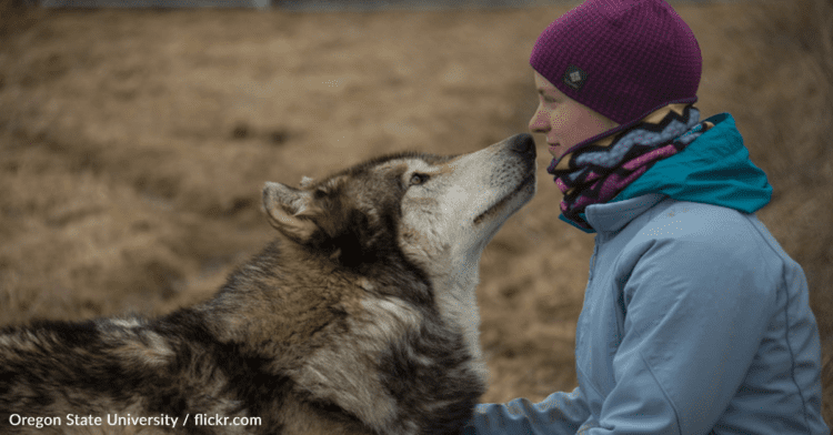 Study Finds Wolves Were Likely Man’s Best Friend Long Before Dogs