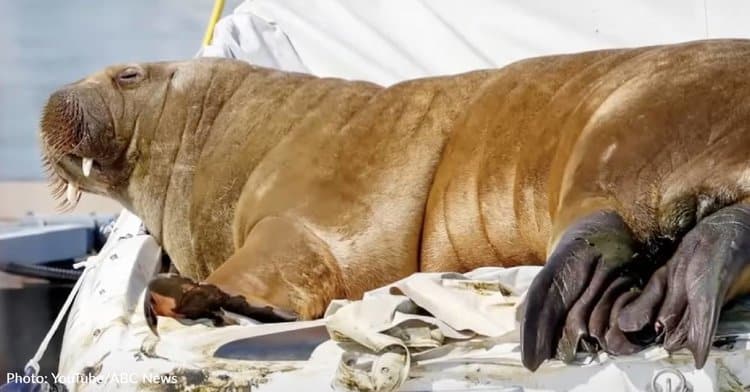 Freya The Walrus Is Euthanized In Norway, Sparking Global Outrage
