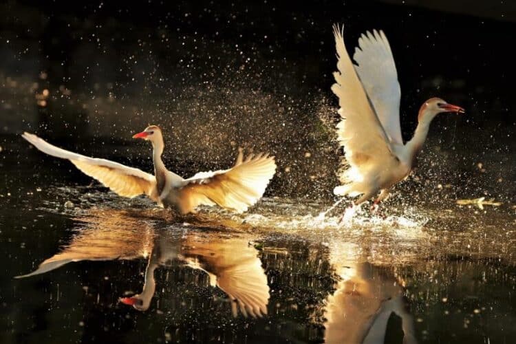 Cattle Egrets caught in the golden hour dive for nesting material in the San Antonio River-Brackenridge Park