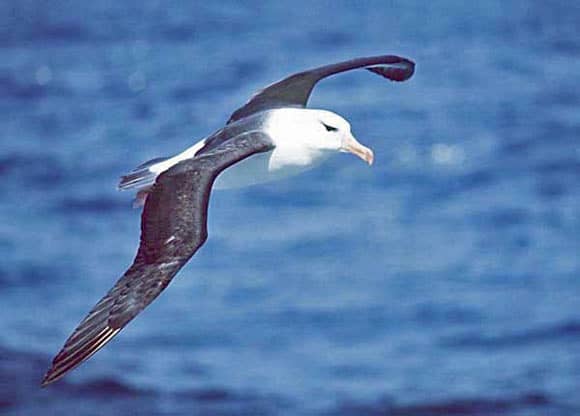 The black-browed albatross (Thalassarche melanophris). Image credit: Uwe Kils / CC BY-SA 3.0.