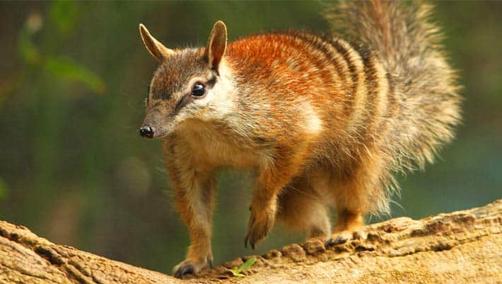 The genome of the numbat, a critically endangered Australian insectivorous marsupial, has been sequenced by two teams of genetic experts