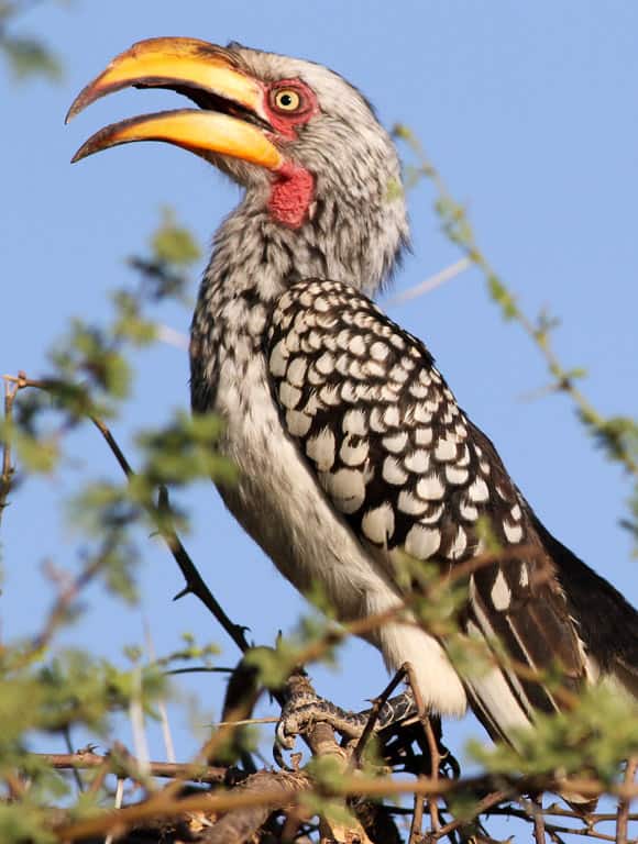 The southern yellow-billed hornbill (Tockus leucomelas), adult female, in Mapungubwe National Park, South Africa. Image credit: Derek Keats / CC BY 2.0.