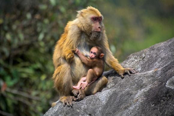 Sela macaques (Macaca selai). Image credit: Zoological Survey of India.