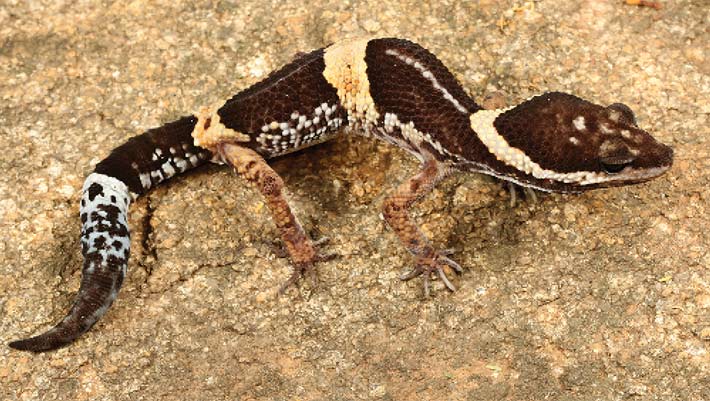 Colorful New Species of Gecko Discovered in India