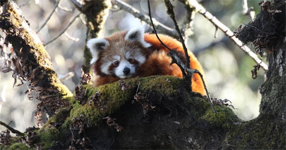 Bista et al. explored how the red panda (Ailurus fulgens), an iconic endangered habitat specialist, behaves when faced with disturbances and habitat fragmentation. Image credit: Damber Bista.