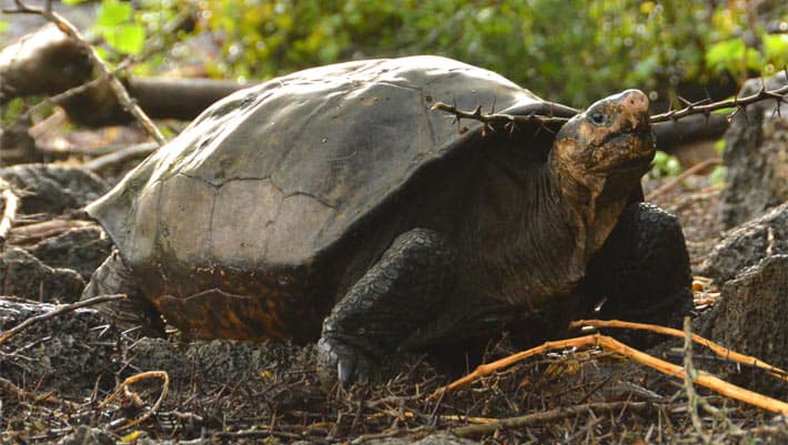 Fernanda, the only known living Fernandina giant tortoise (Chelonoidis phantasticus), now lives at the Galápagos National Park’s Giant Tortoise Breeding Center on Santa Cruz Island. Image credit: Galápagos Conservancy.