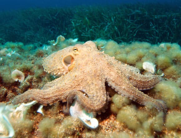 Petrosino et al. corroborate the hypothesis that LINE elements might be active and functionally important in the central nervous system of highly intelligent organisms such as octopuses. Image credit: Albert Kok / CC BY-SA 3.0.