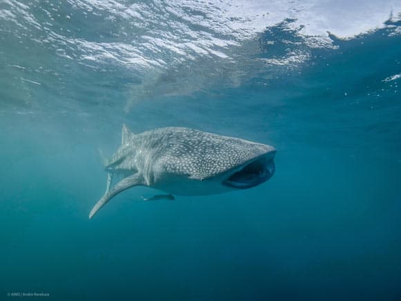 Whale Shark is World’s Largest Omnivore, New Study Shows