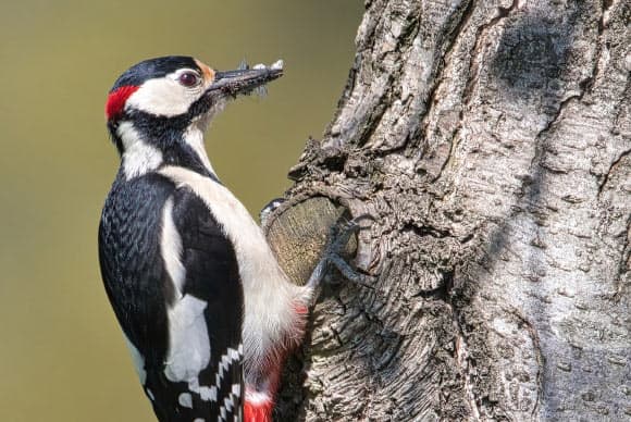 Study: Woodpecker Drumming is Neurologically Similar to Songbird Vocalization