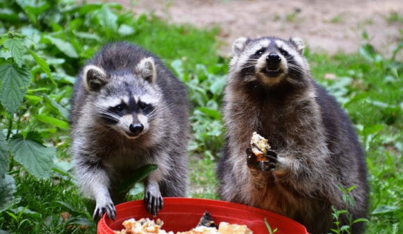 Study: Docile Raccoons are Trash Can Criminal Masterminds