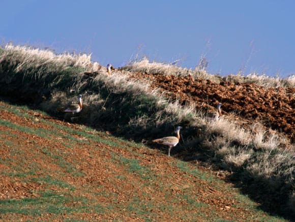 Great Bustards Use Two Plant Species to Self-Medicate, Scientists Say