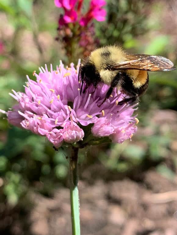 The rusty patched bumblebee (Bombus affinis). Image credit: Trisha Leaf / CC BY 4.0.