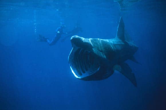 Basking Sharks are Partially Warm-Blooded, New Research Suggests