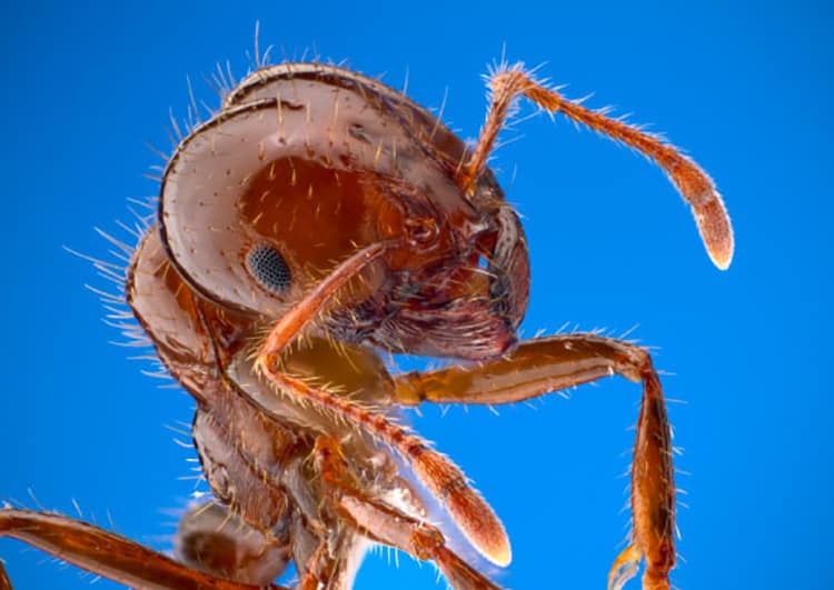 The red imported fire ant (Solenopsis invicta). Image credit: Alex Wild / University of Texas Insects Unlocked program.