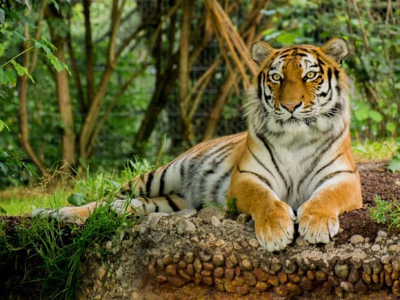 The tiger (Panthera tigris). Image credit: Chiem Seherin.