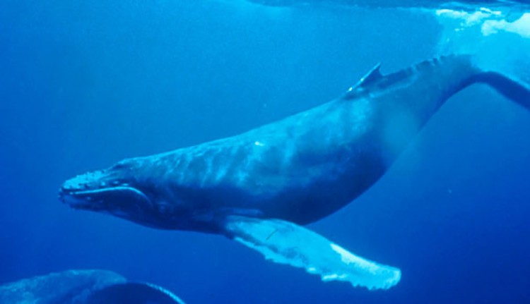 The humpback whale (Megaptera novaeangliae).