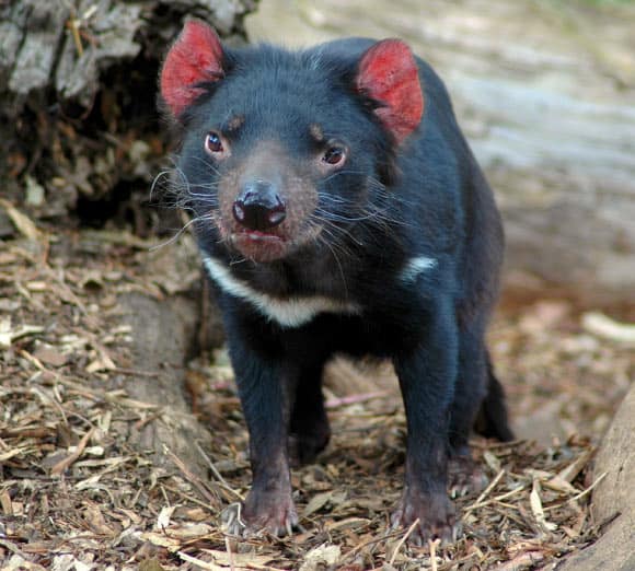 A young Tasmanian devil (Sarcophilus harrisii). Image credit: Keres H. / CC BY-SA 4.0.