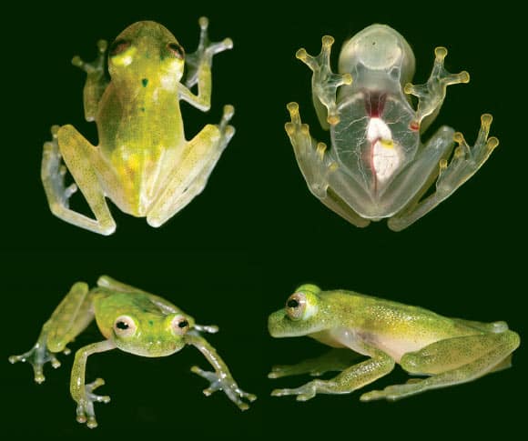 Study: Glassfrogs Hide Red Blood Cells in Their Liver to Achieve Transparency